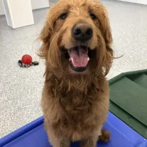 Happy dog at Meadowlake Pet Resort