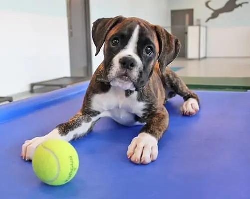 Puppy Training in Houston, TX at Meadowlake Pet Resort