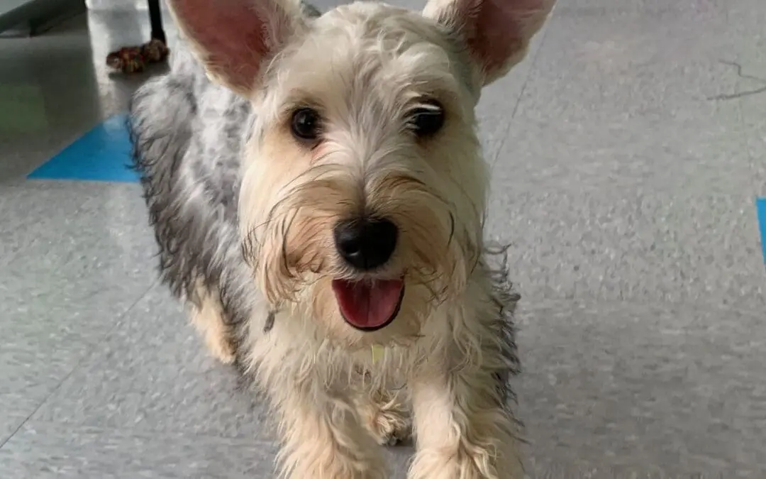 Why Puppy Daycare Is Always Important