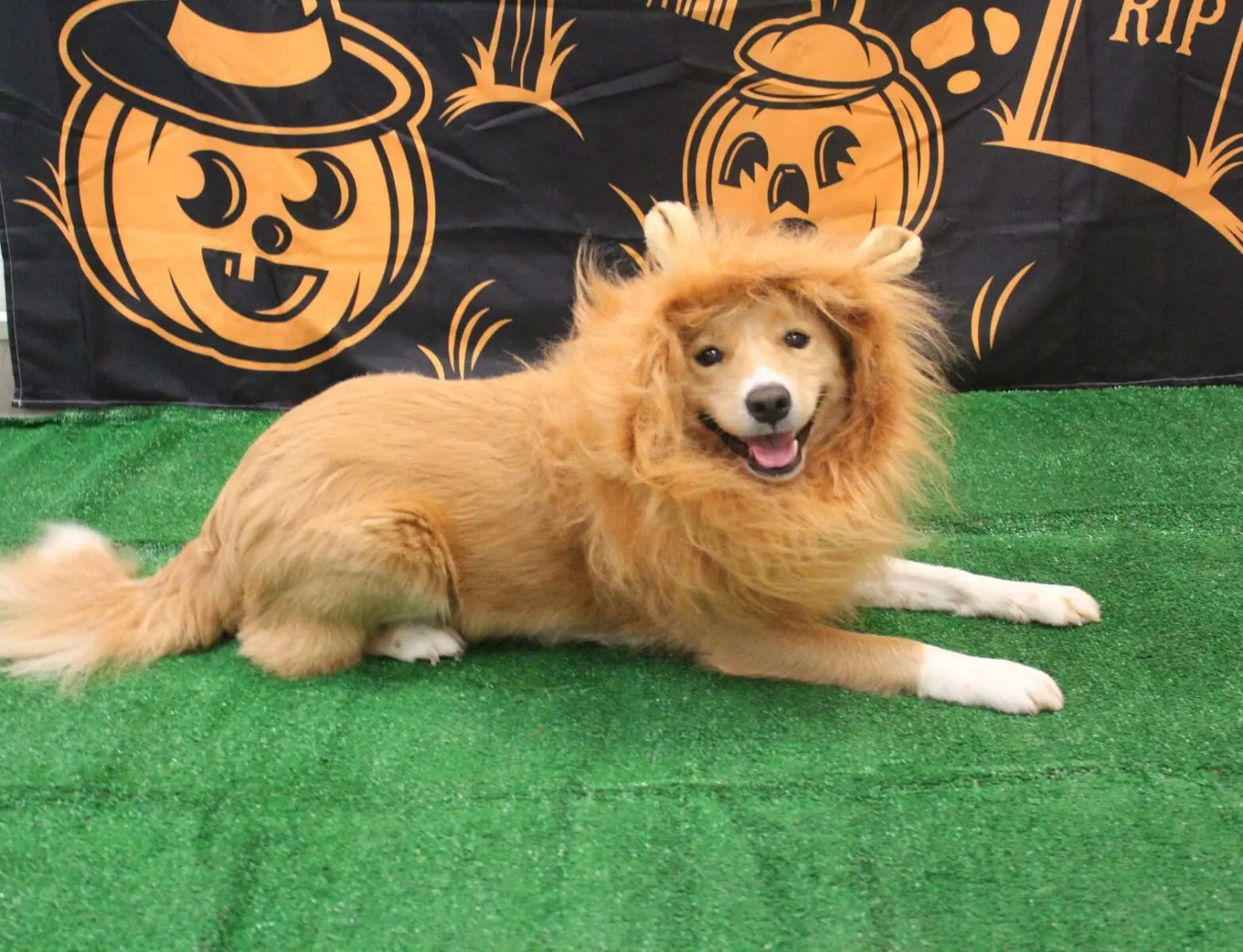 lion dog Luxury dog hotel in Houston with comfortable private overnight dog boarding in Houston, Texas