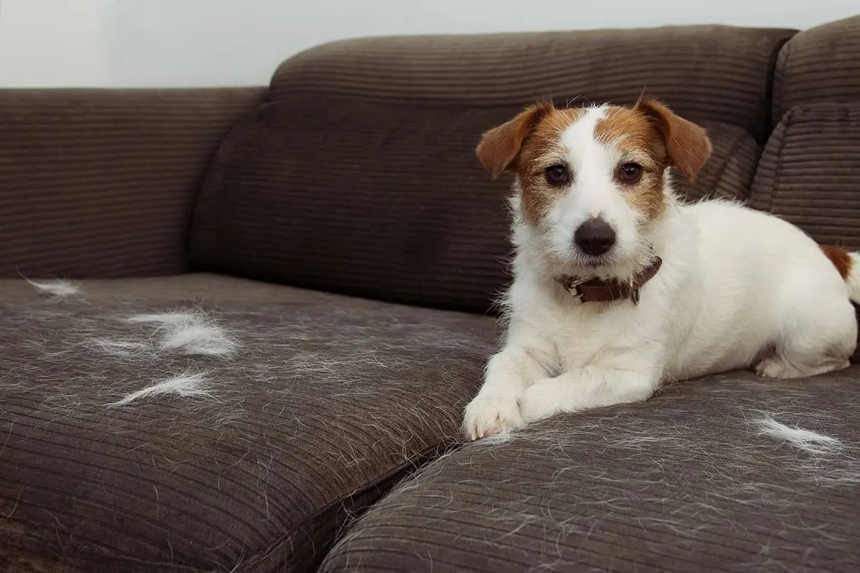 Dog resting on a couch after a professional dog deshedding treatment