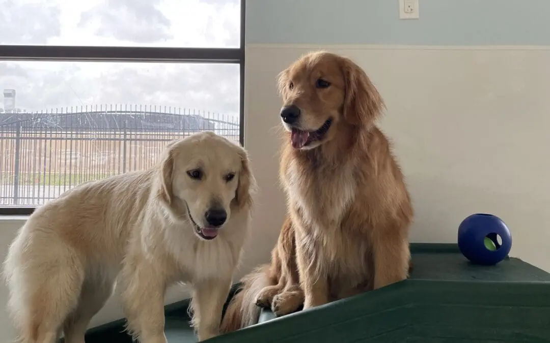 How to get your dog familiar with a boarding facility