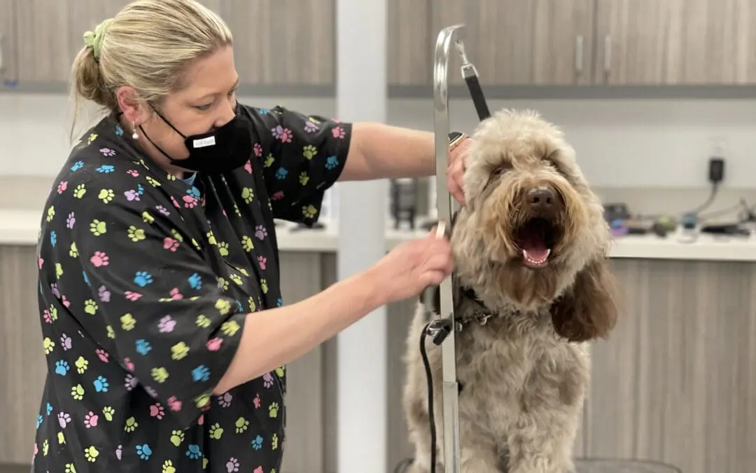 Dog Groomer Tips to Calm Your Dog Before Grooming