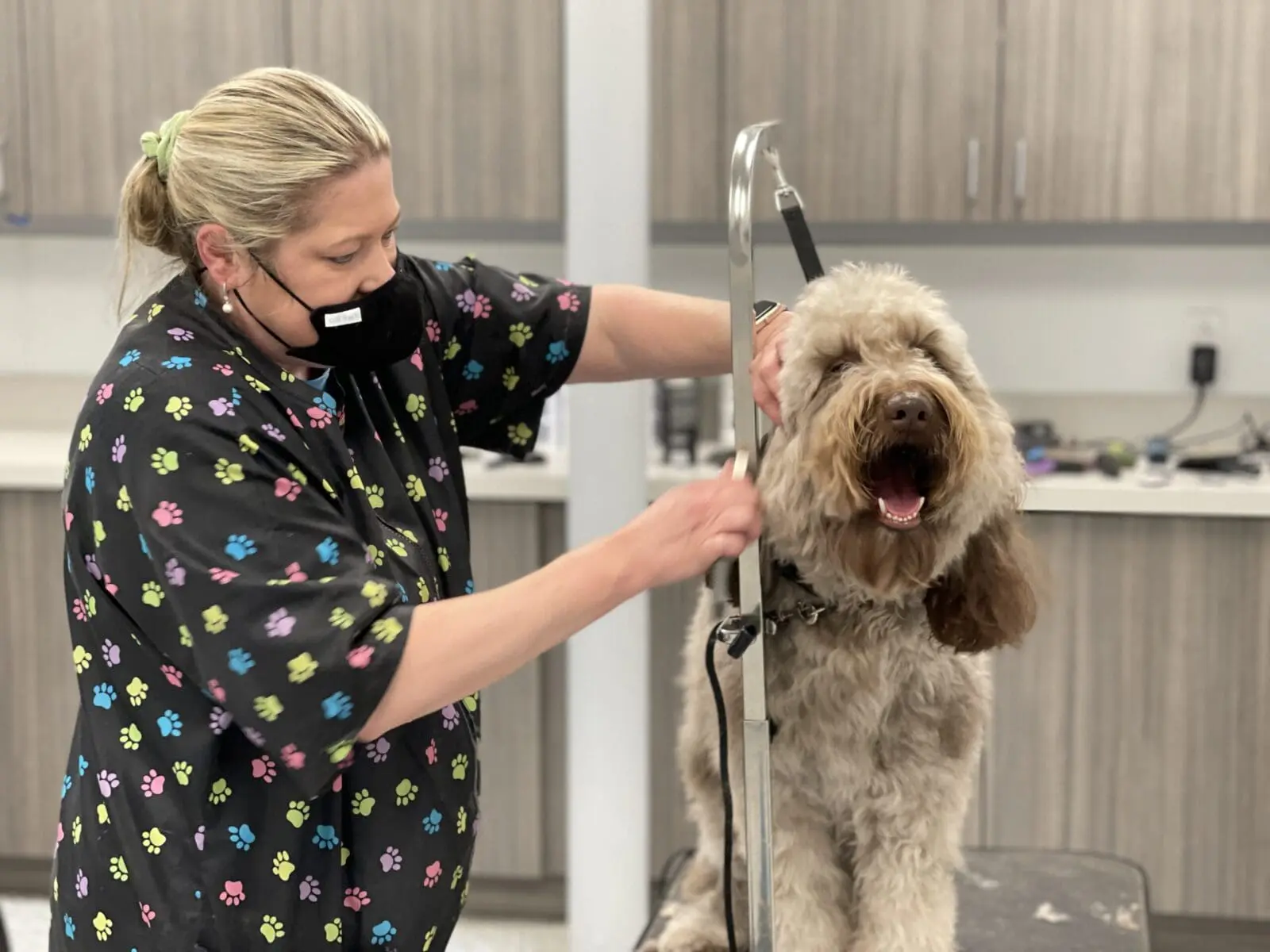 IMG_3120 Dog being groomed by an expert dog groomer at Meadowlake Pet Resort in Houston , TX.