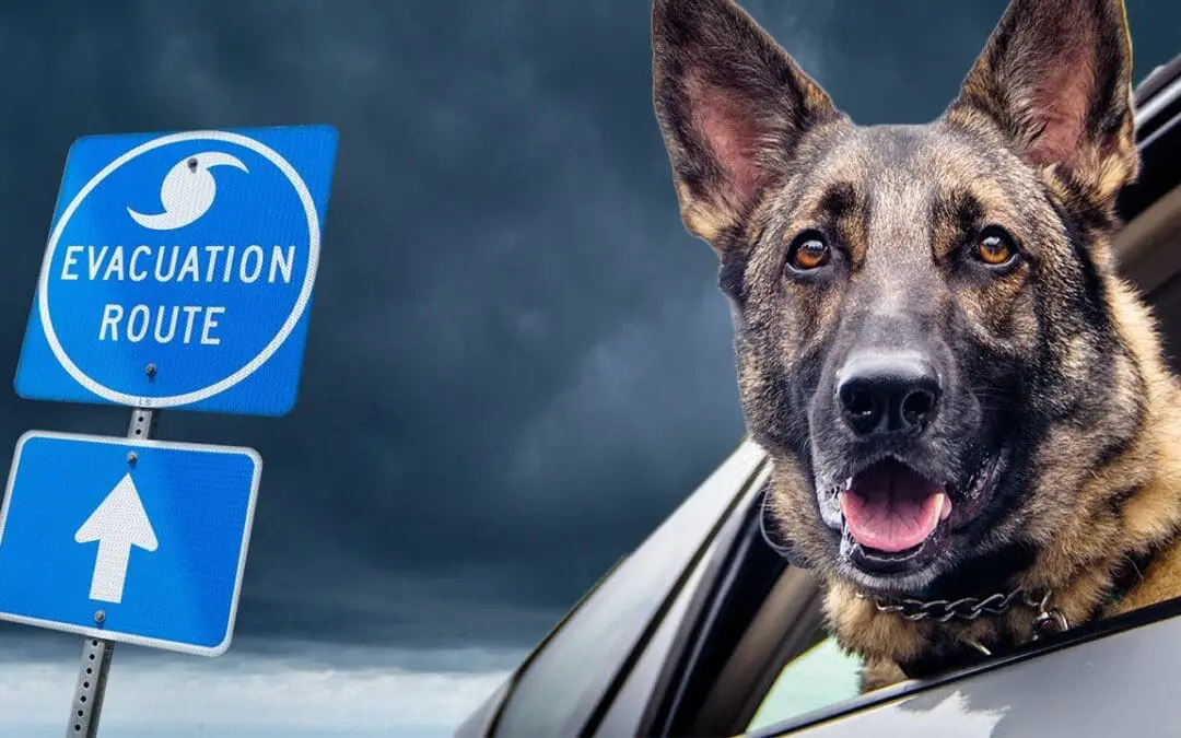 6 Tips for Pet Boarding During A Hurricane Evacuation