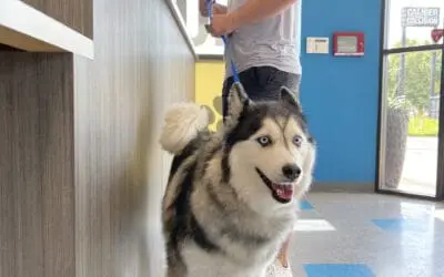 Dog Grooming Tips: 4 Ways to Keep Your Dog Clean Between Appointments