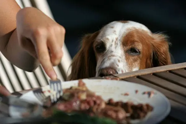 Top 10 Healthy Pet Treats Your Dog Will be Thankful For