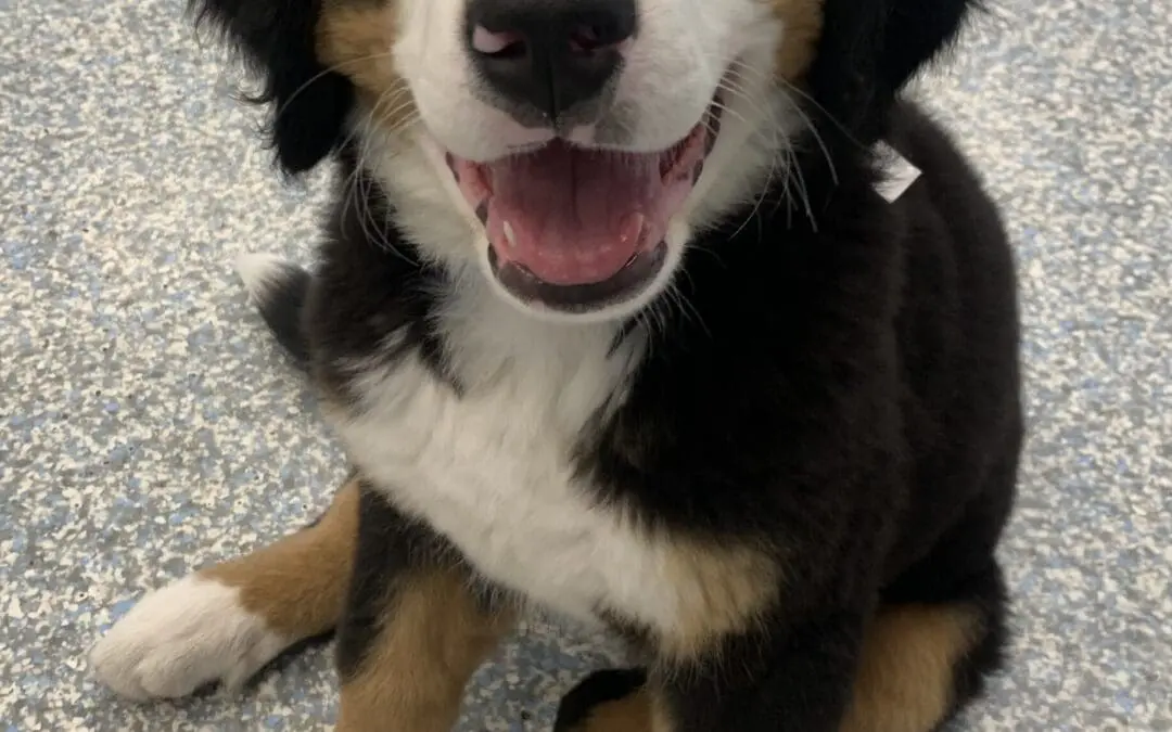 The Top 3 Lessons Quality Puppy Training Teaches Pet Owners
