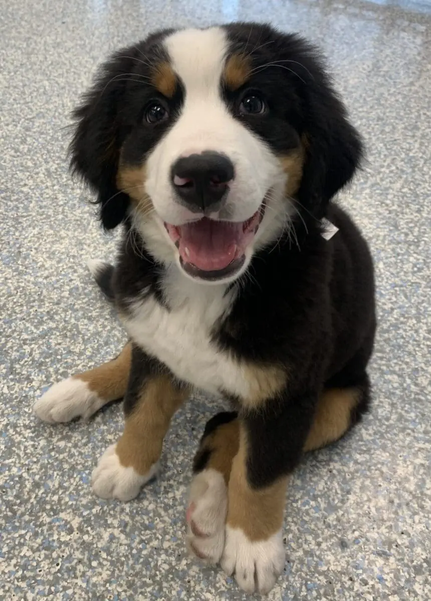 Klaus