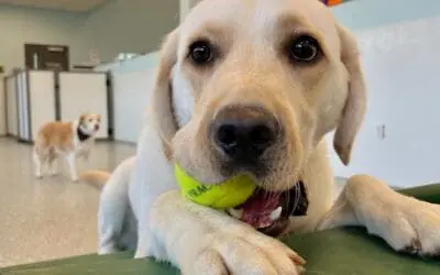 How Reputable Pet Resorts Develop Playgroups