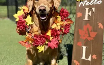 Hosting Thanksgiving this Year? Safety tips to keep your pet AND your guests safe