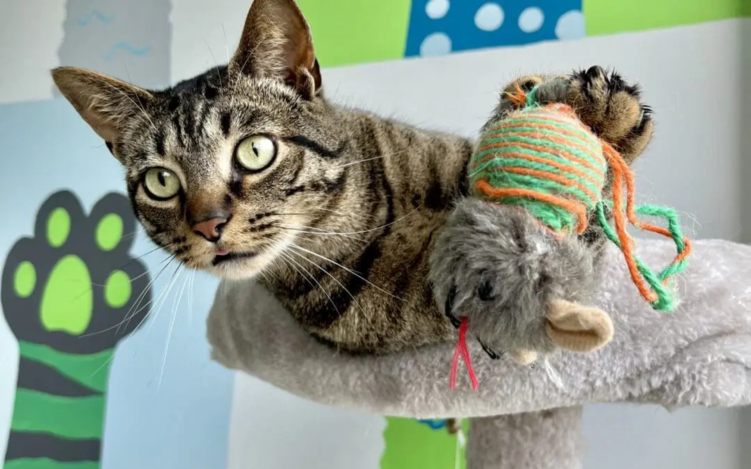 3 Reasons Why You Should Always Consider Cat Boarding