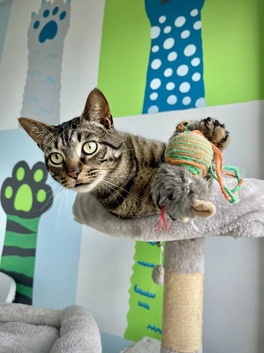 Cat at cat boarding facility, Meadowlake Pet Resort