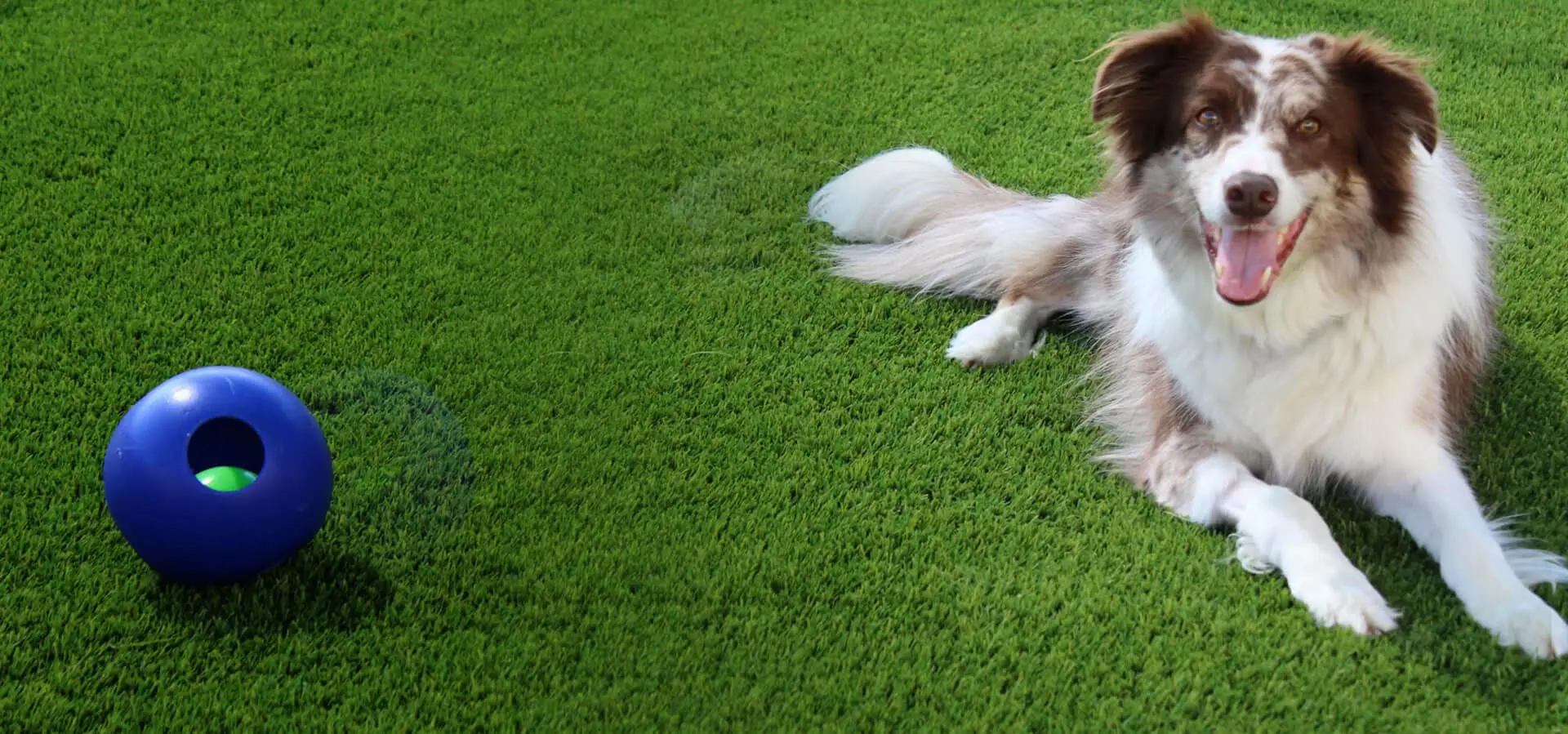 meadowlake pet resort Dog in yard at Meadowlake Pet Resort with ball