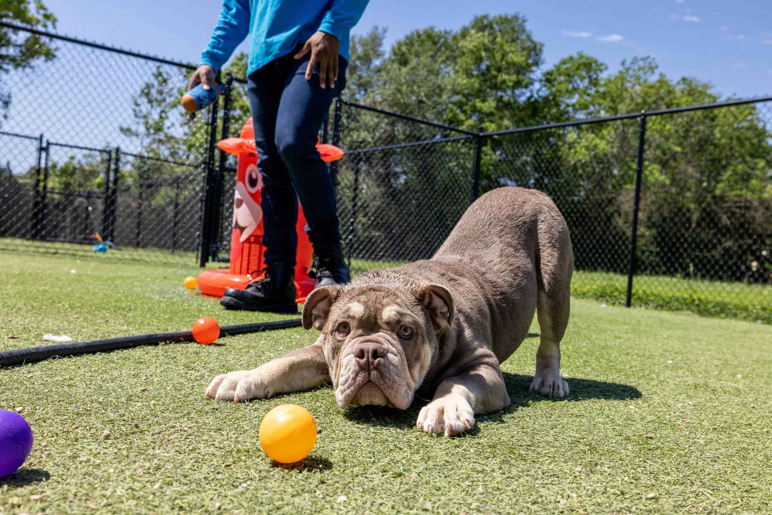 dogs playing at meadowlake dog daycare in houston