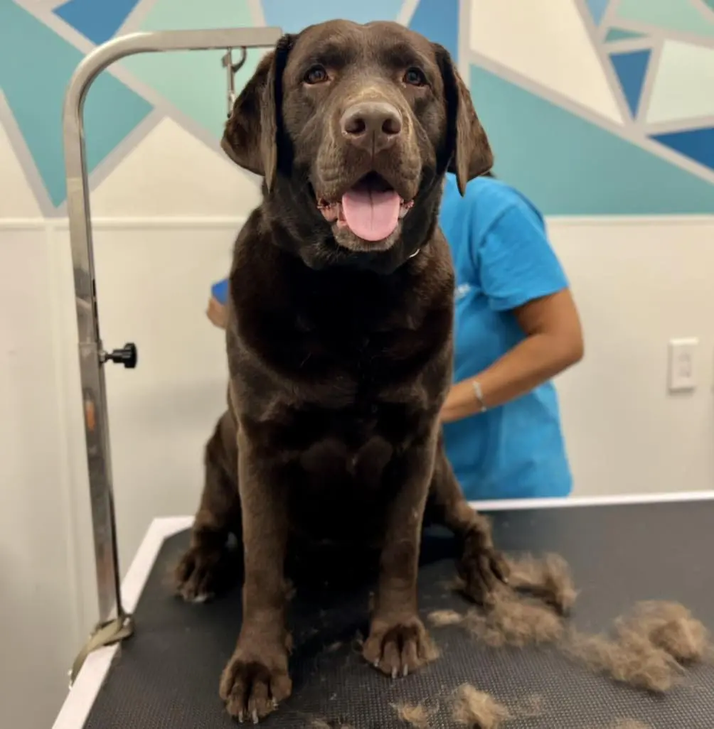 Meadowlake Pet Resort employee training dogs