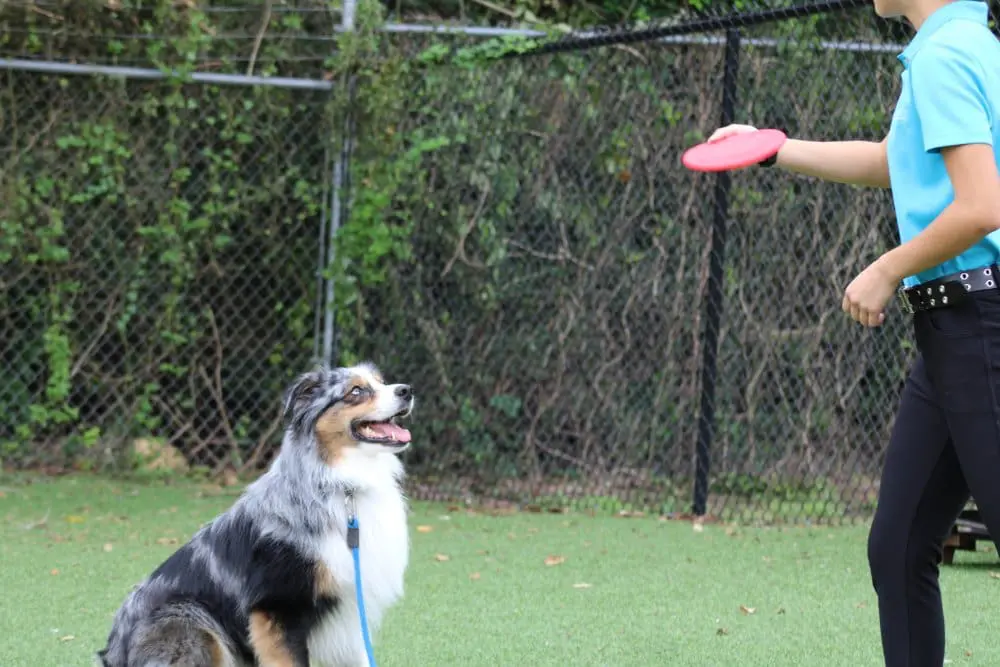 Dog Training in Manvel, TX