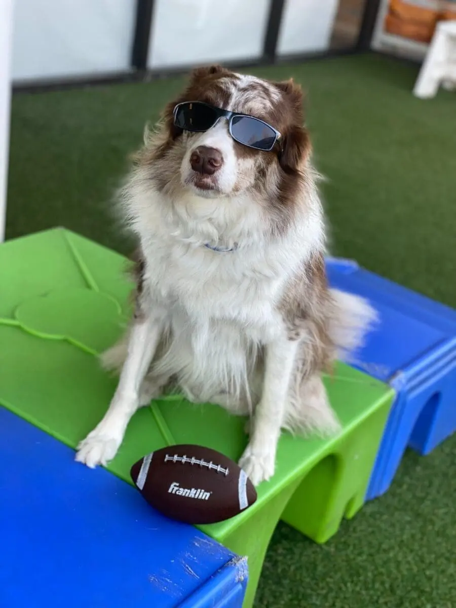 dog with sunglasses on, posing with a football