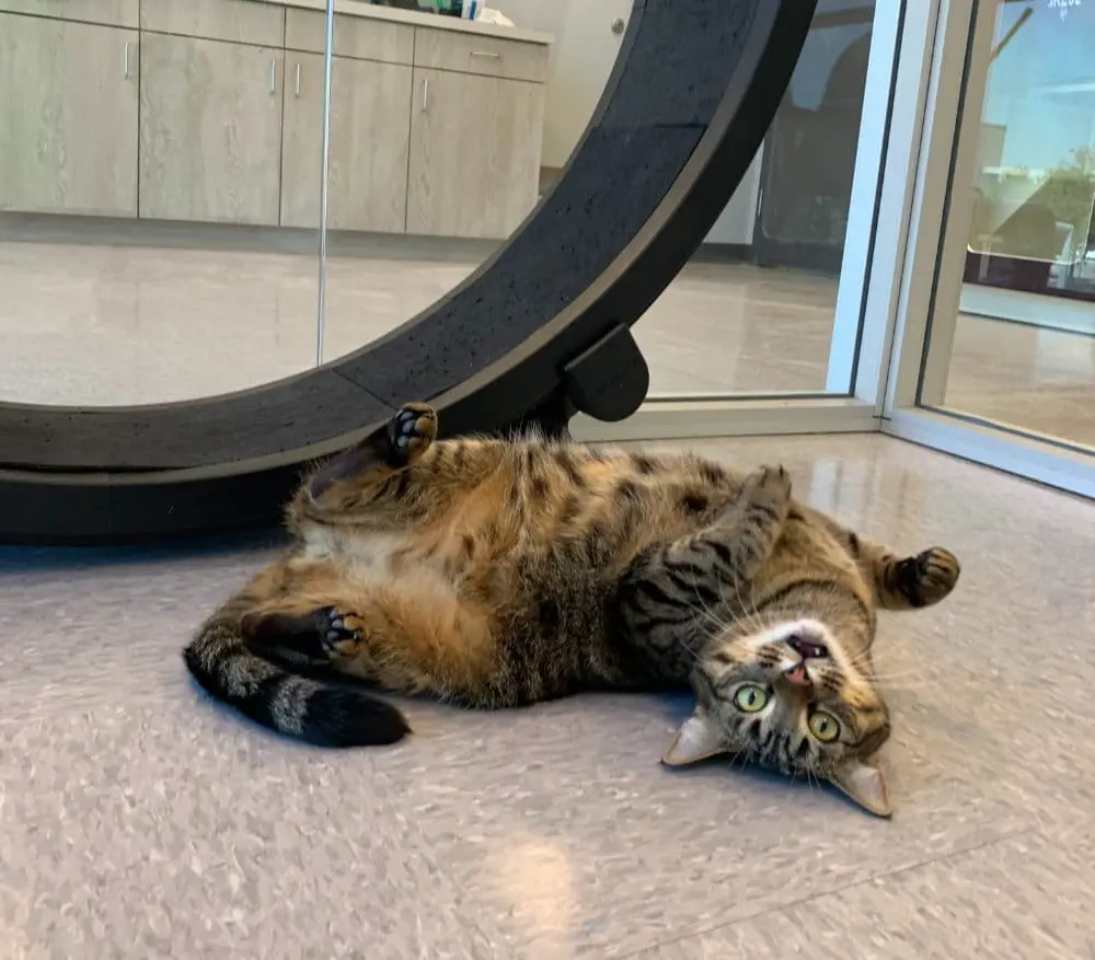 cat laying upside down on the floor