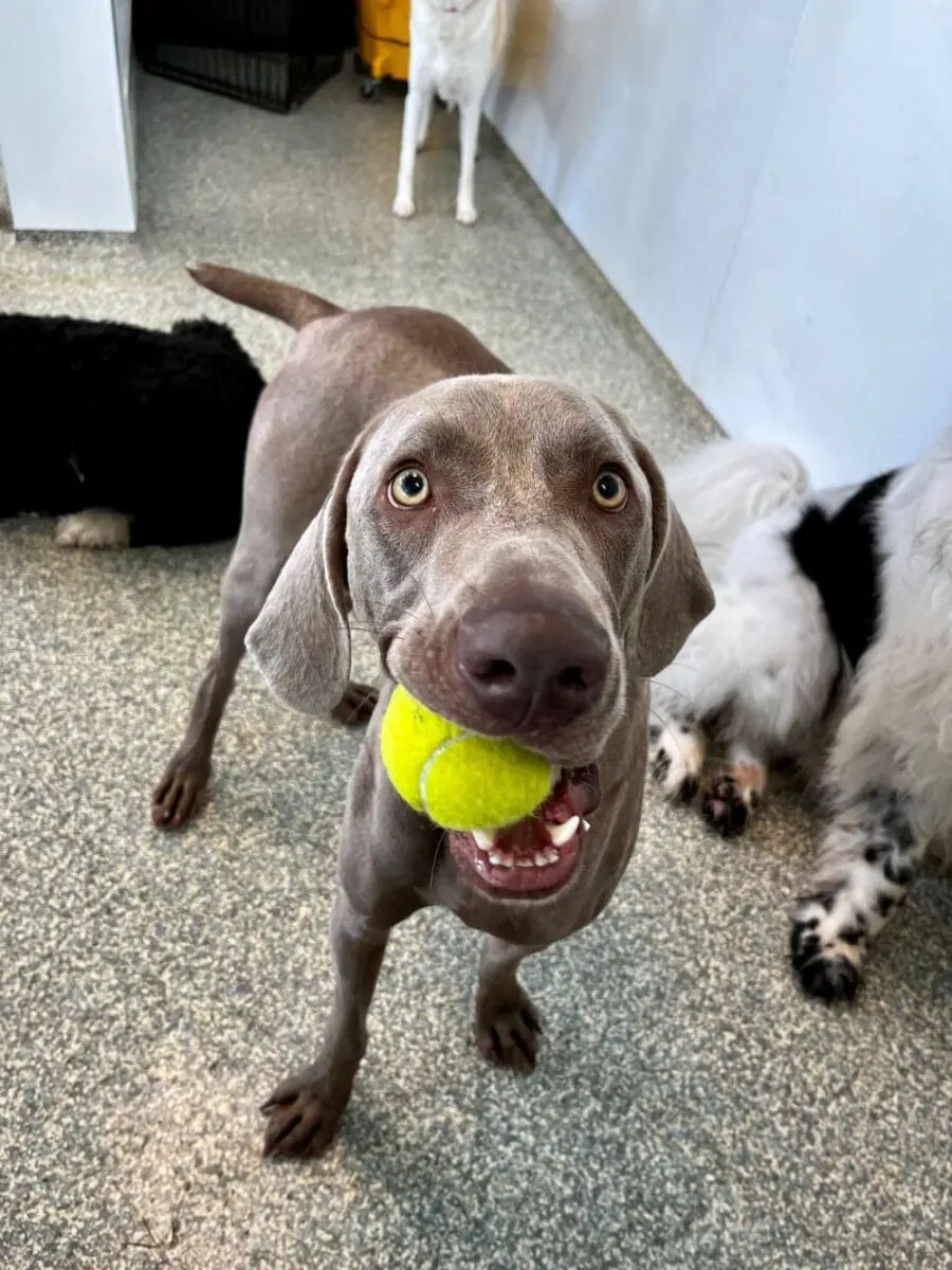 weimaraner with tennis ball in their mouth