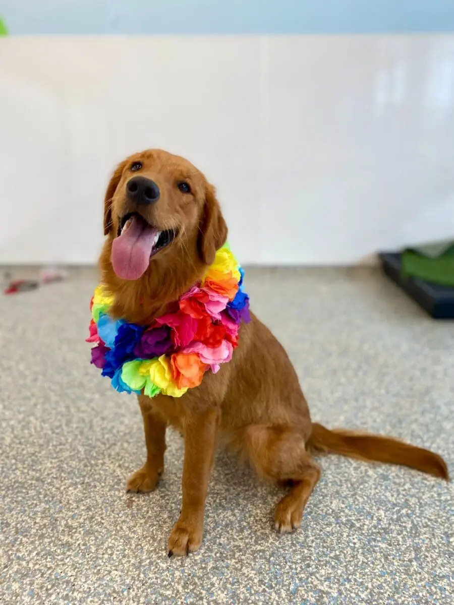 golden retriever with flowers around their neck