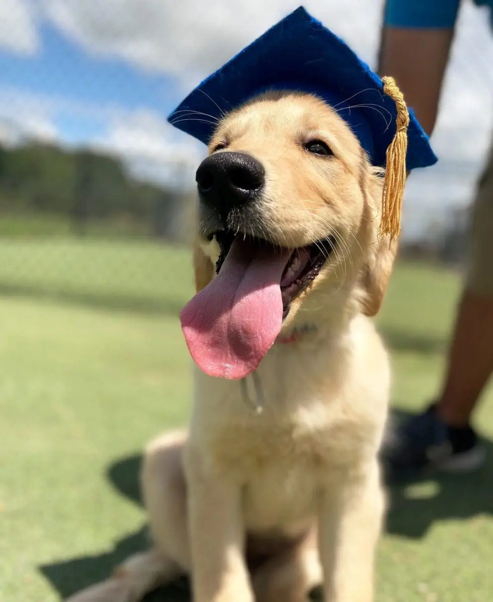 Dog Training Manvel TX