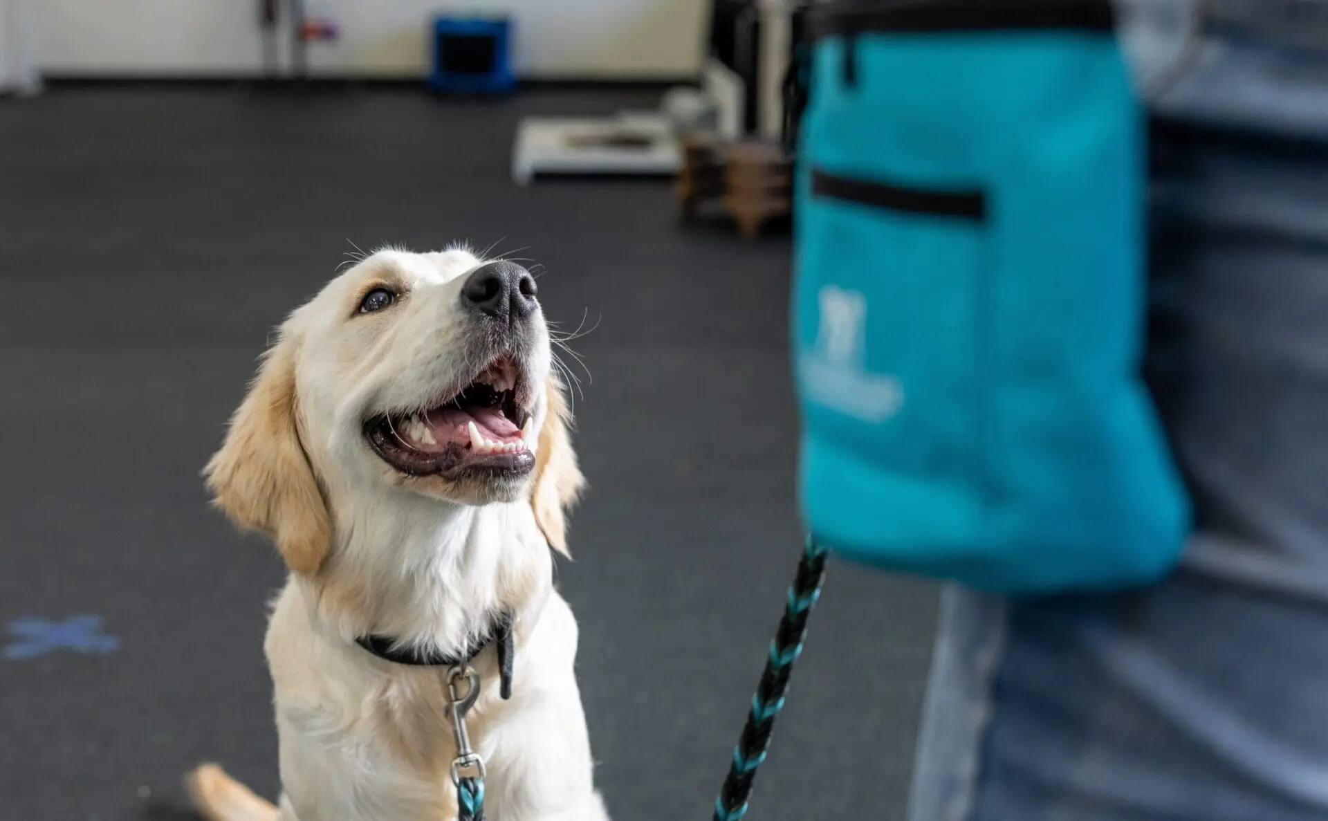 Meadowlake Pet Resort dog training close up