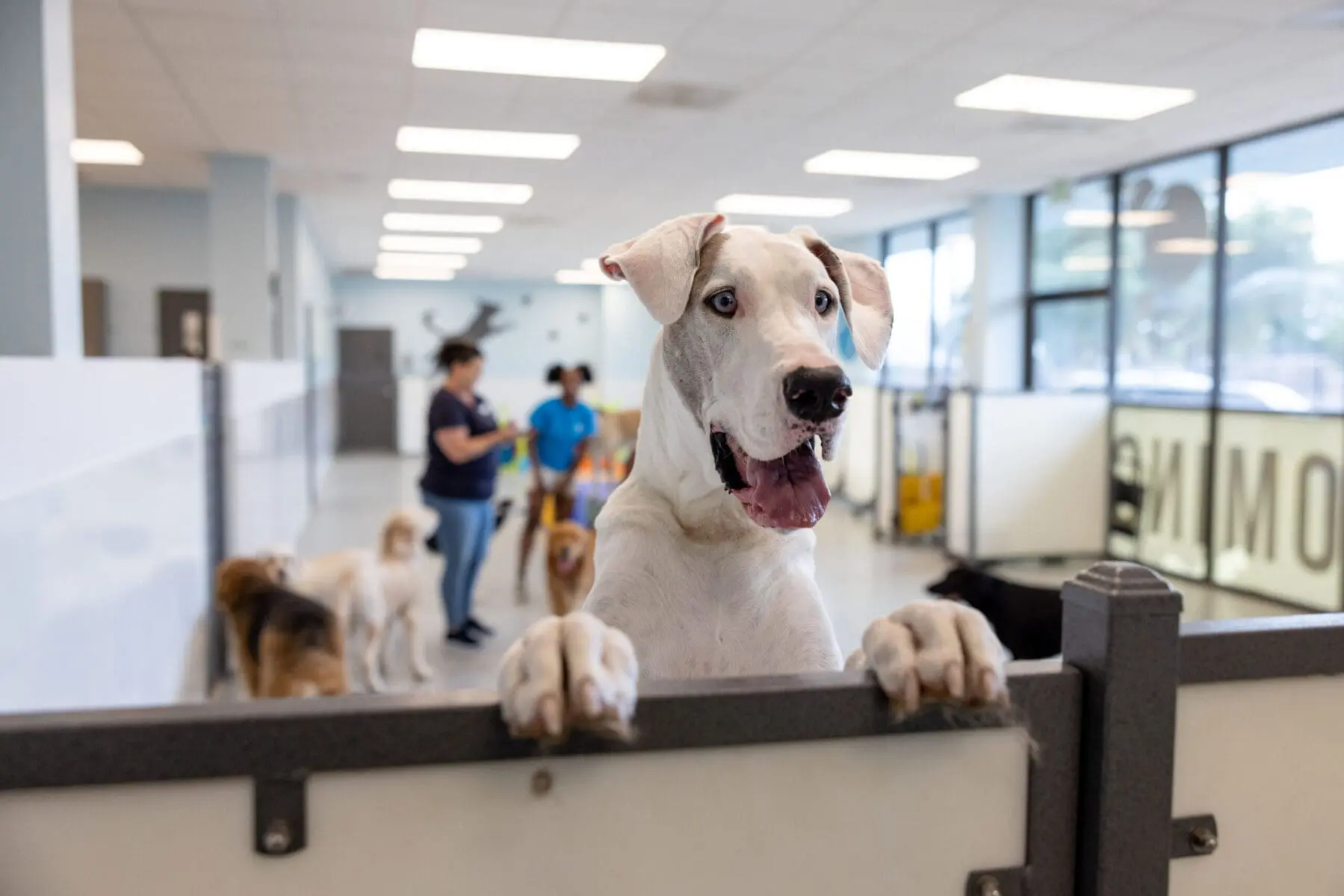 Meadowlake Pet Resort dog daycare Houston