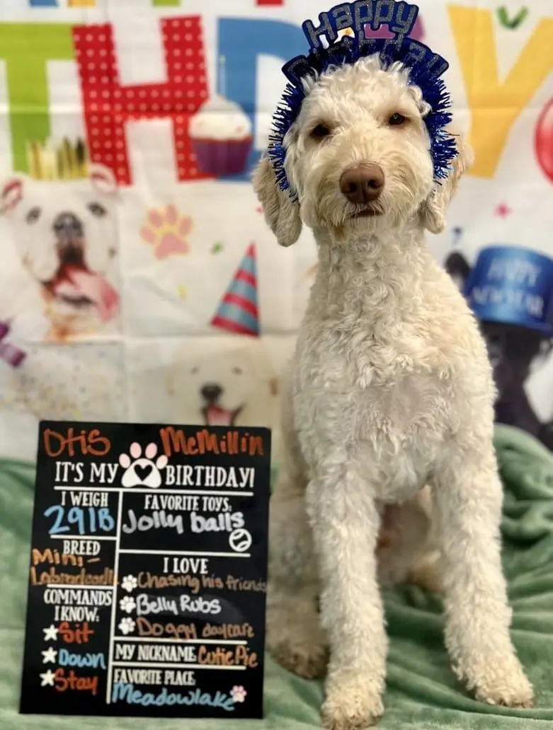 dog birthday party