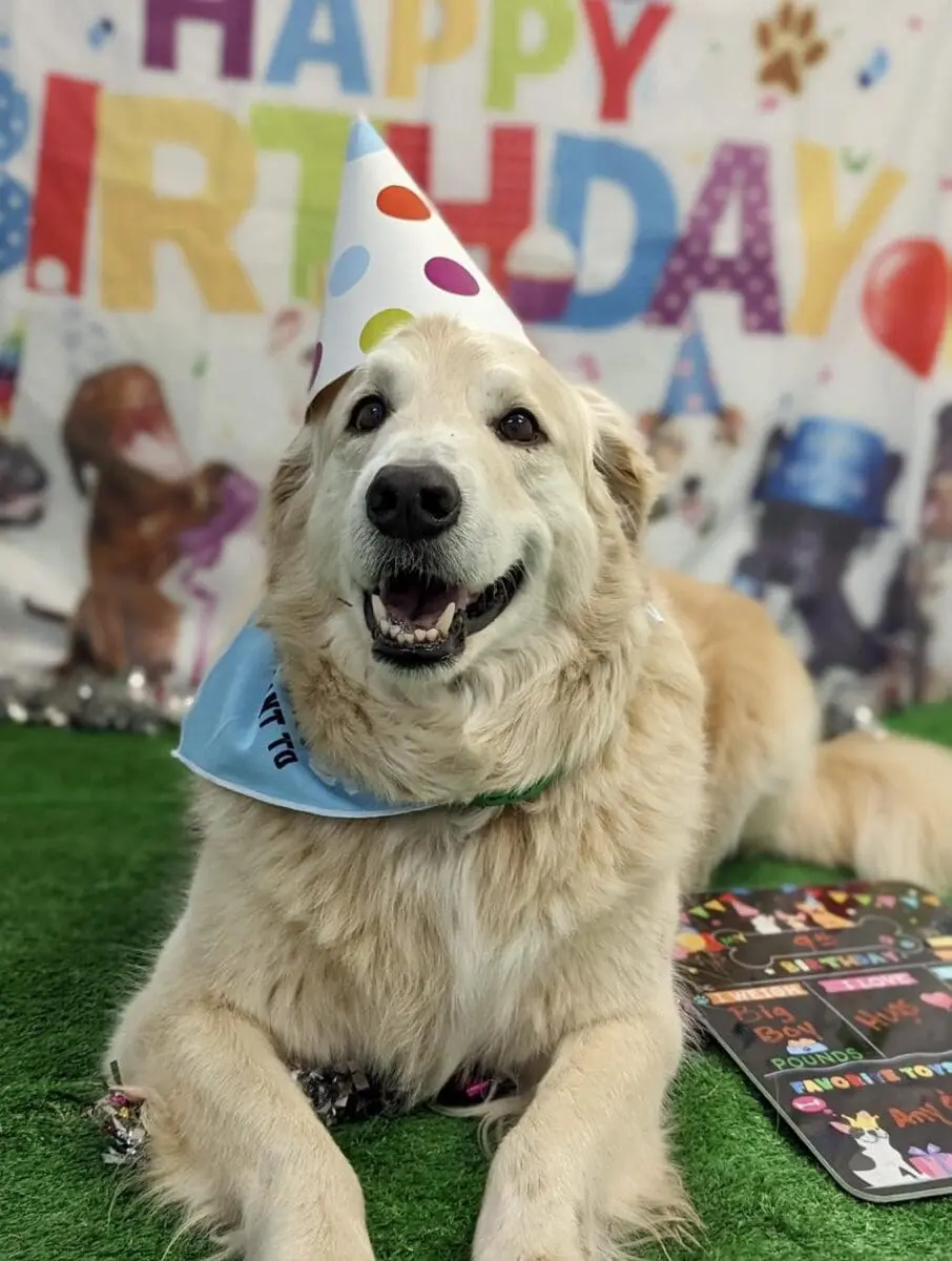 doggie birthday party