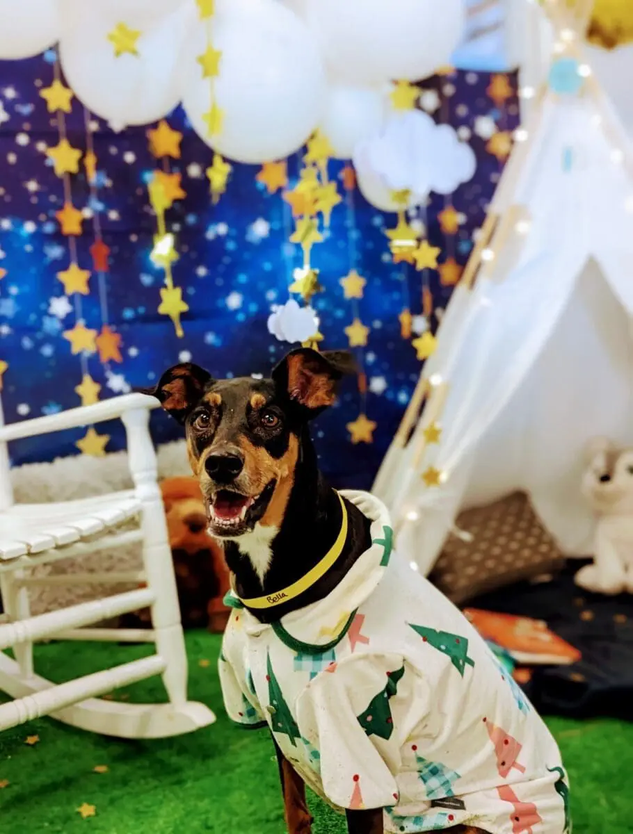 dog sleepover party