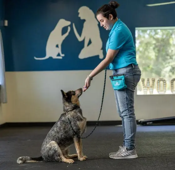 dog training