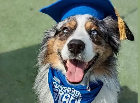 Dog Training Grad dog training graduate
