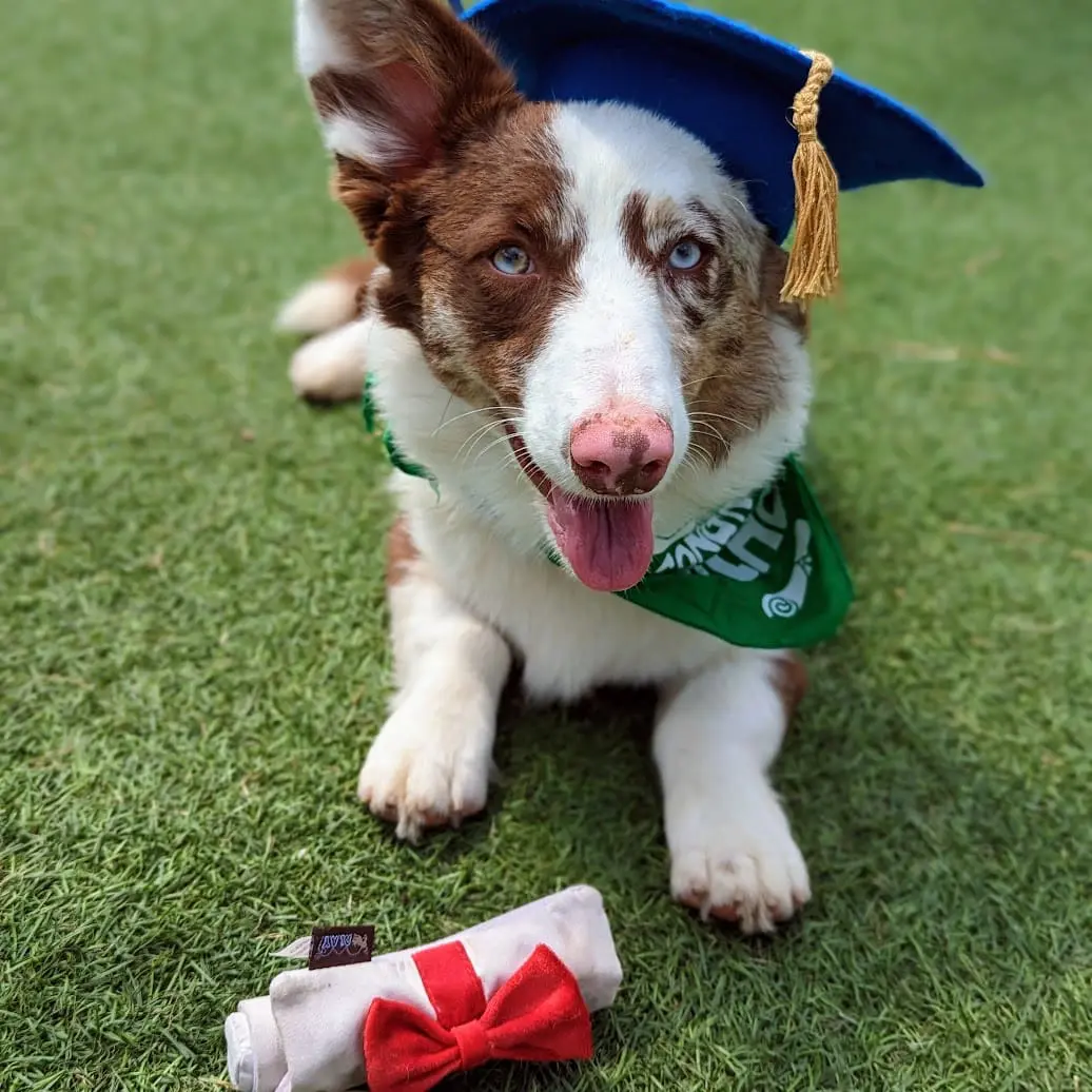 dog training graduate