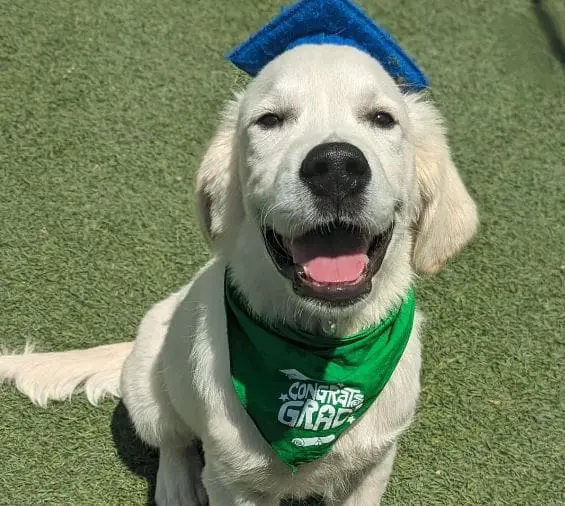 Puppy Training in Houston, TX at Meadowlake Pet Resort