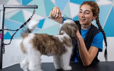 How Often Should You Groom Your Dog?