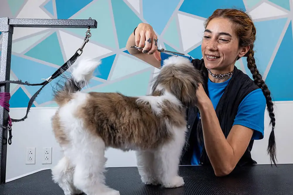 dog-grooming-img dog grooming services at Meadowlake Pet Resort by expert dog groomers in Houston, Texas.