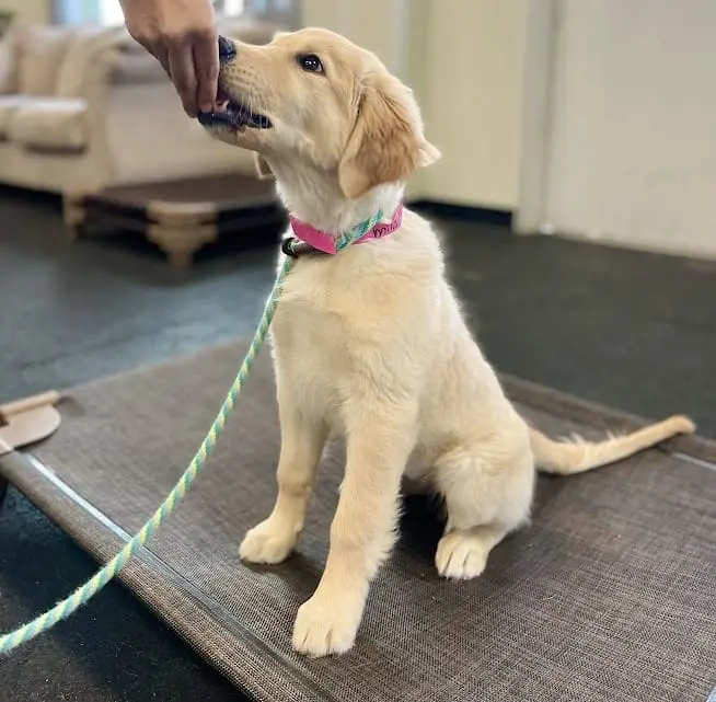 puppy training session at meadowlake pet resort
