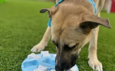 Should I Bring My Dog’s Lunch?