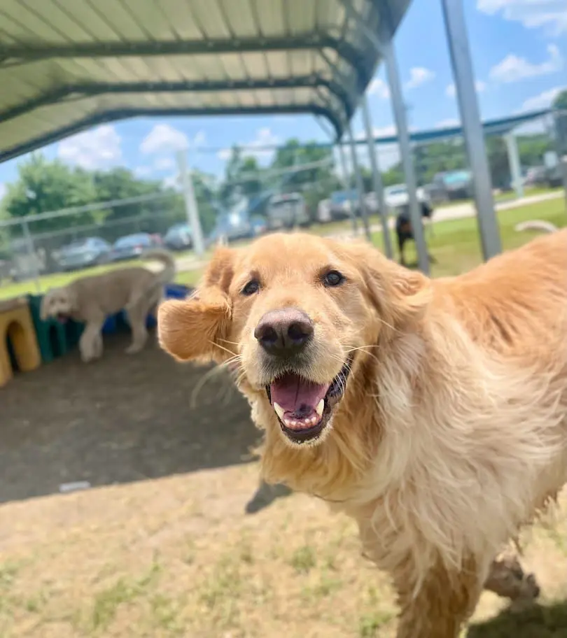 dog enjoying time outside at meadowlake