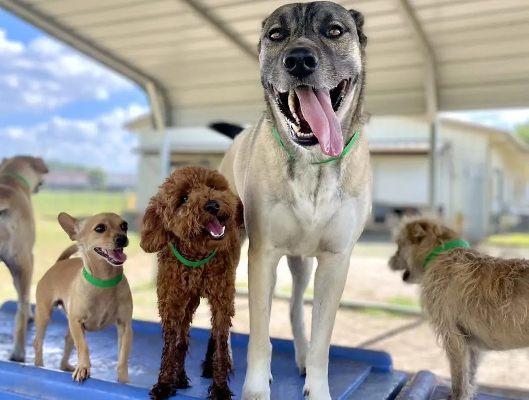 dogs enjoying outdoor time