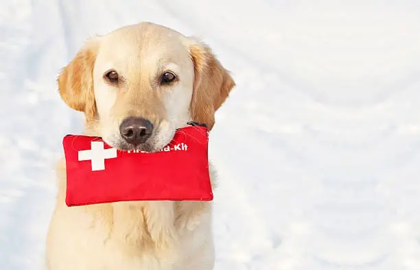 Golden Retriever holding First-Aid-Kit in the snow, copy space Golden Retriever holding First-Aid-Kit in the snow