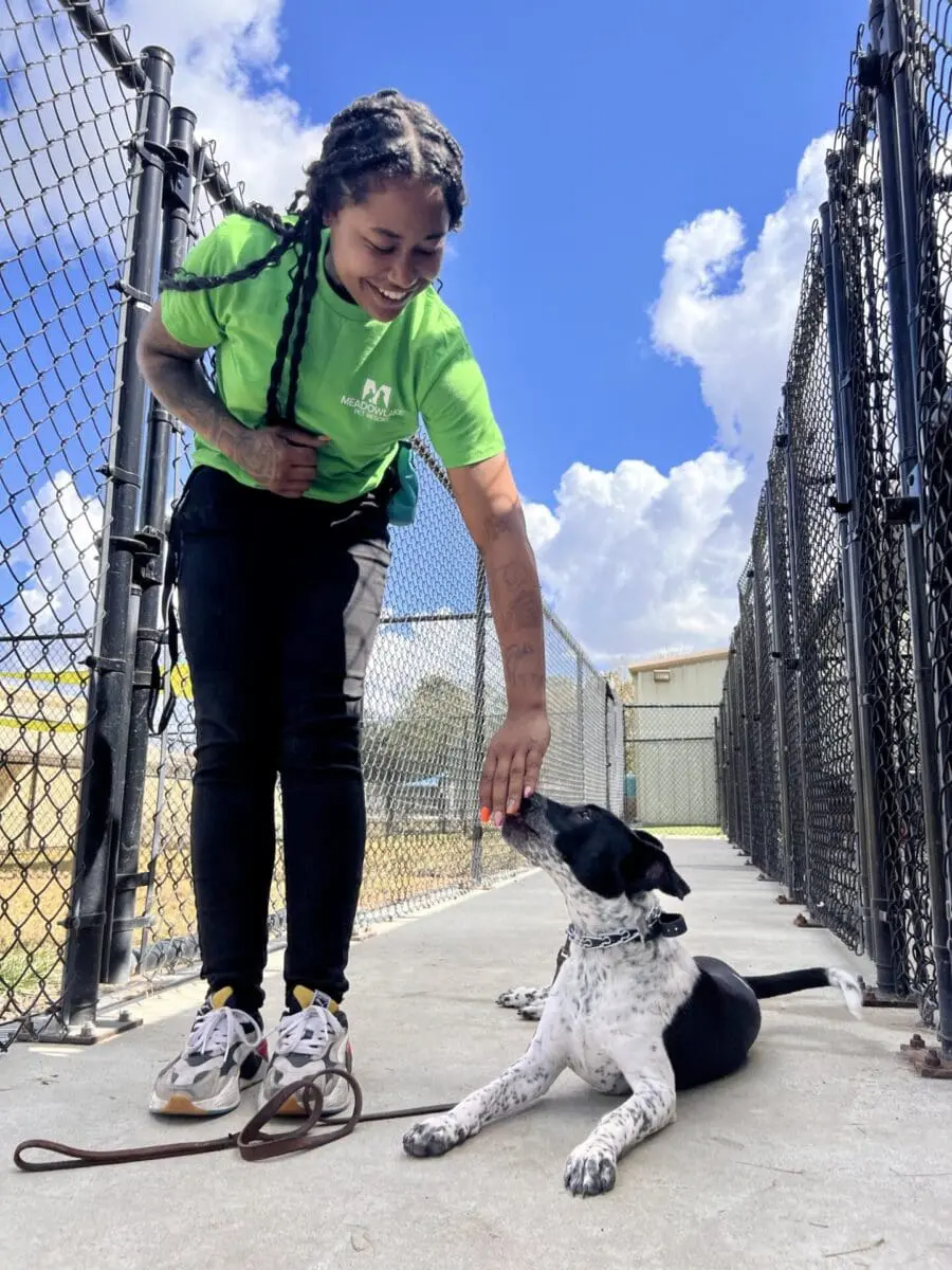 Dog Training services taking place in Houston.