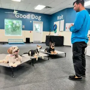 Dog training class in Houston with trainer guiding dogs on raised training platforms at Meadowlake Pet Resort.