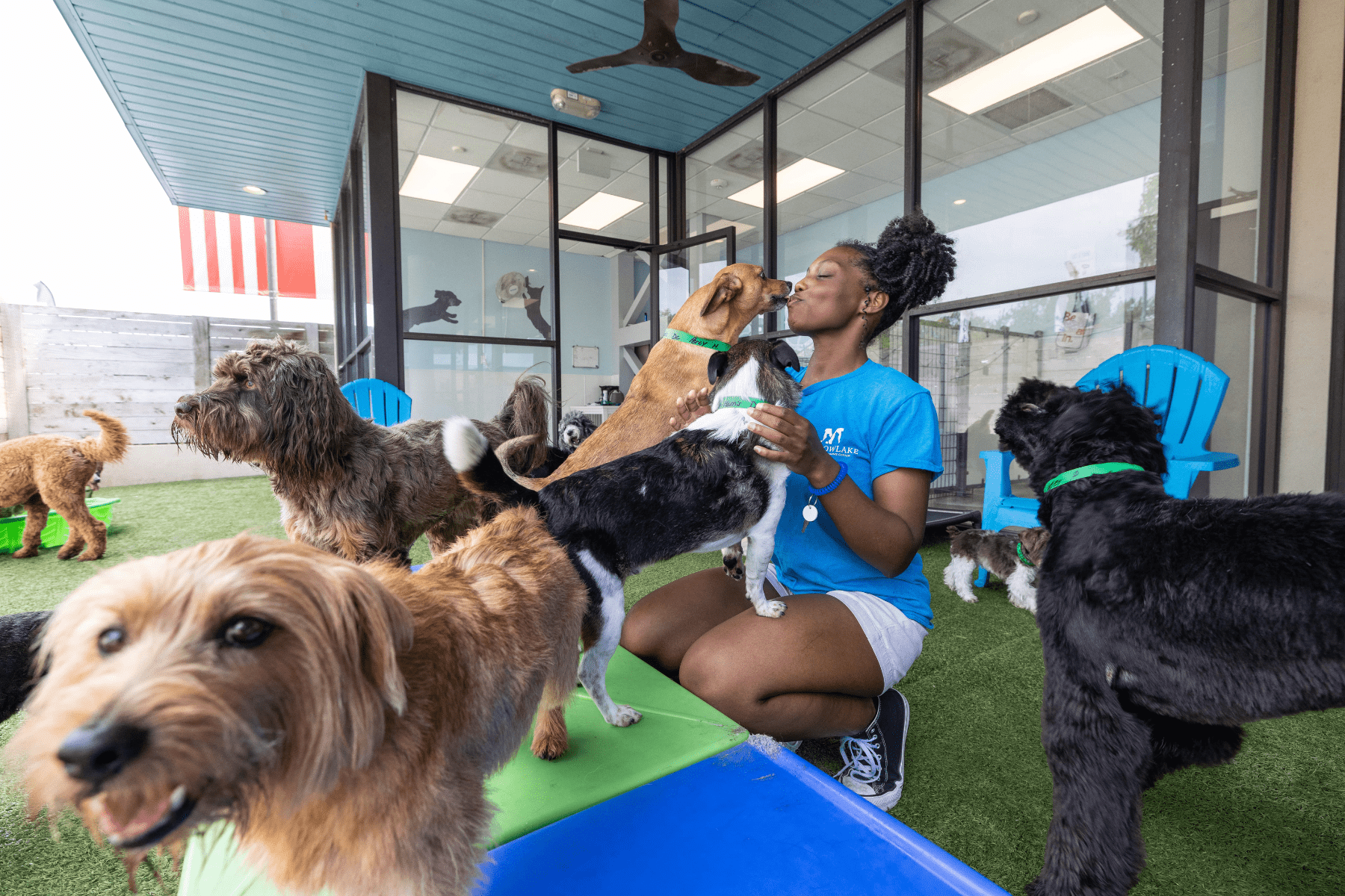 Dog trainer interacting with dogs at Meadowlake Pet Resort