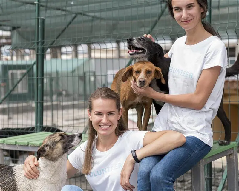 Behavior Focused Dog Boarding