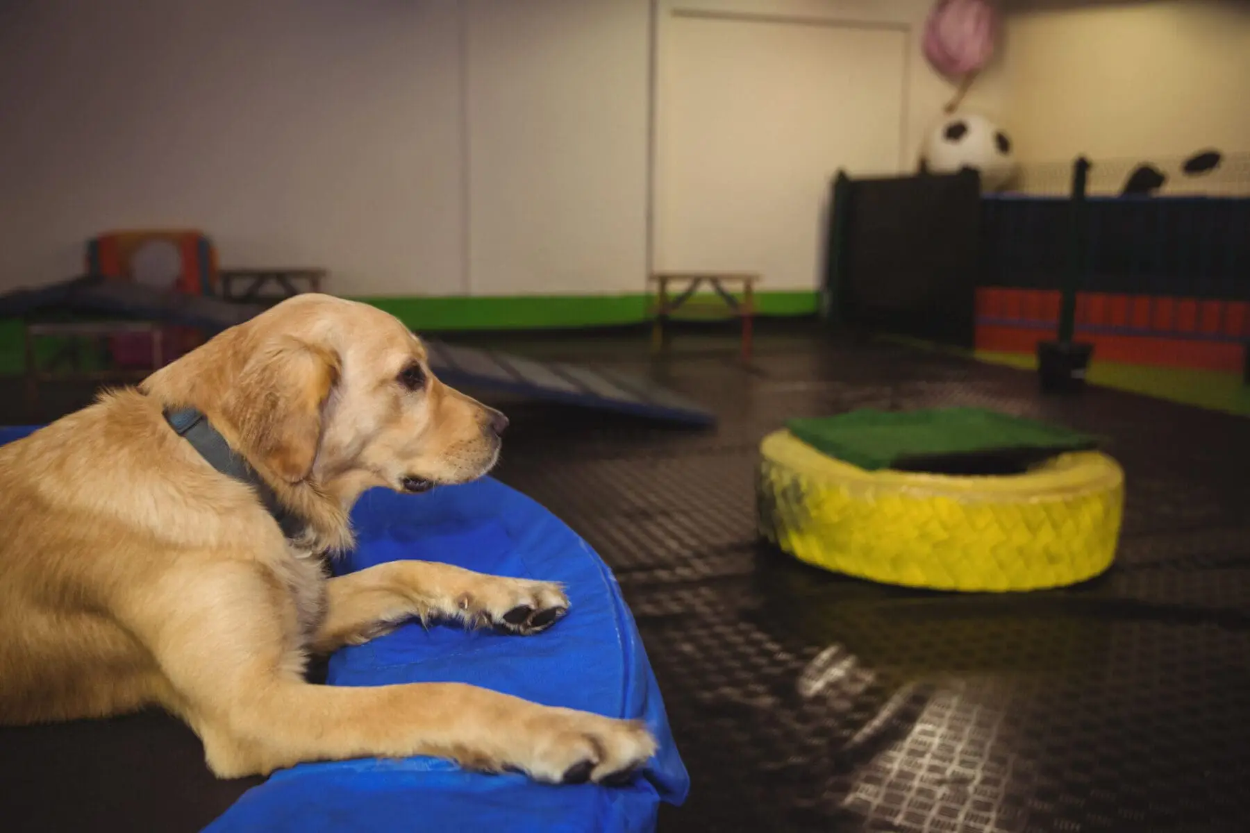 Golden retriever relaxing on trampoline at dog care centre Dog’s Boarding