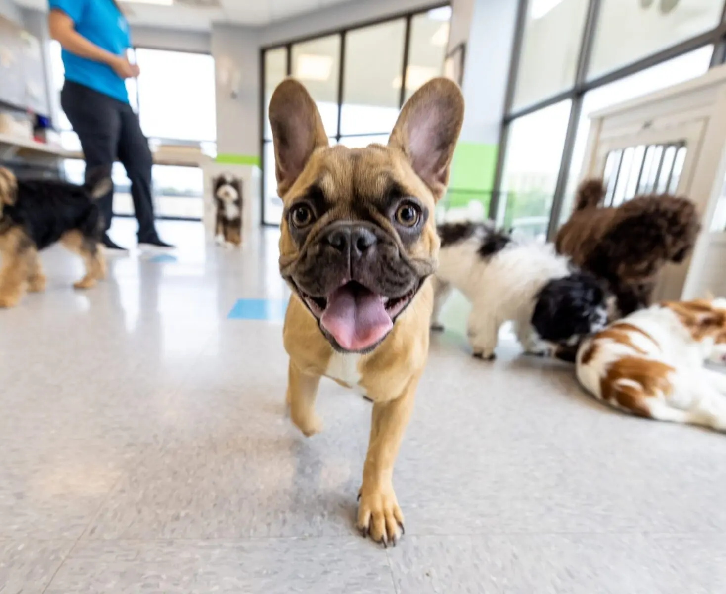 Dog walking in Meadowlake Pet Resort during dog boarding stay
