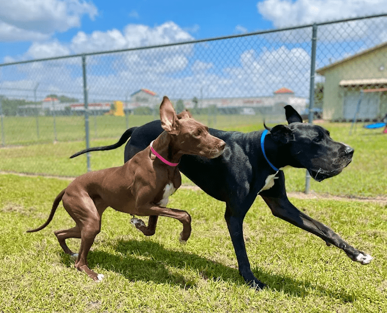 Dog Boarding in Bellaire, TX at Meadowlake Pet Resort