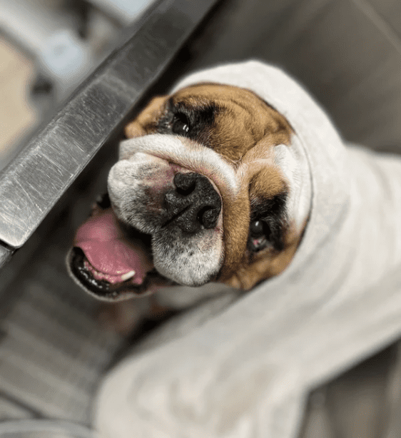 Free Dog Birthday Party